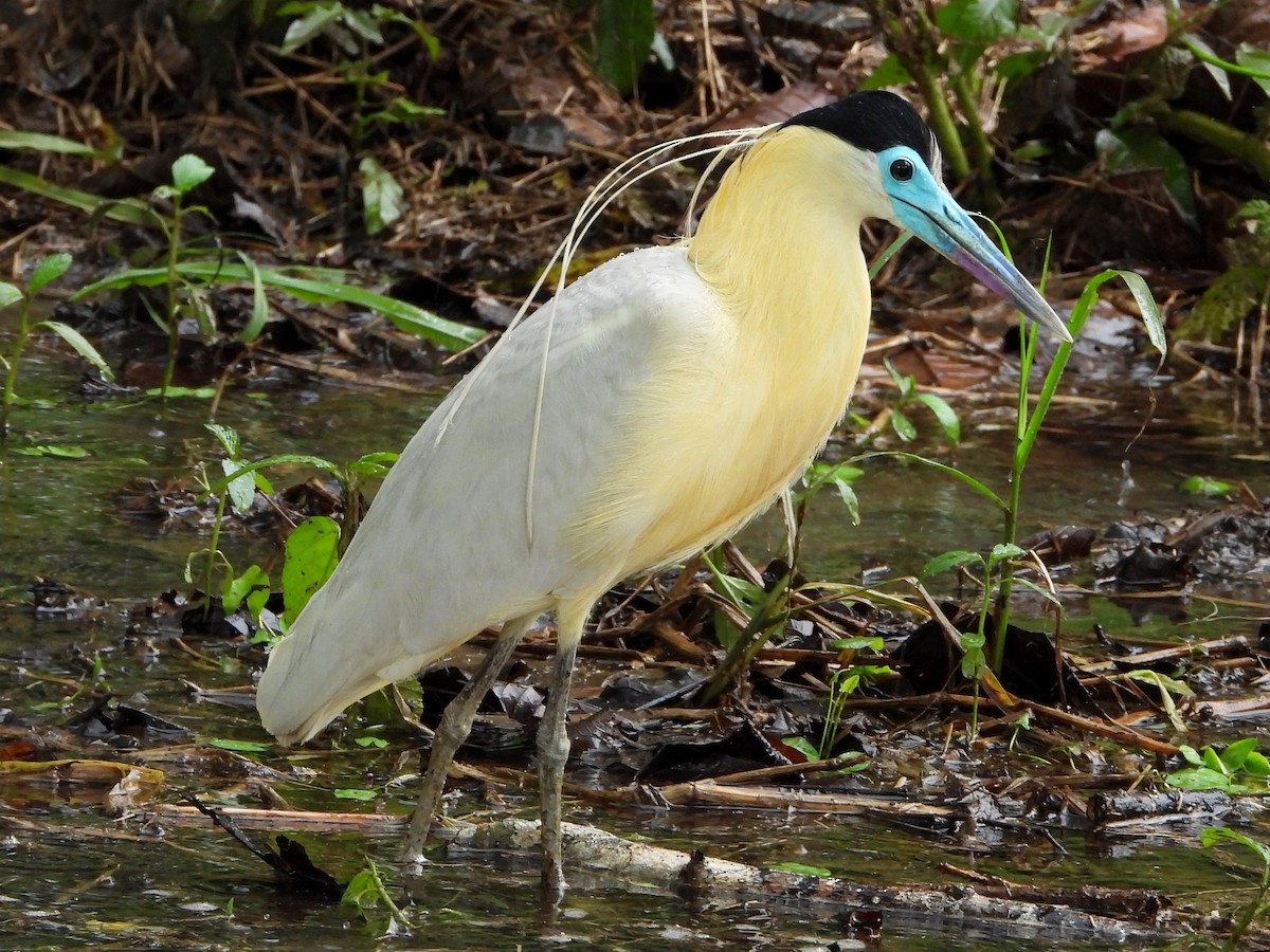 Capped Heron - Mary Leigh