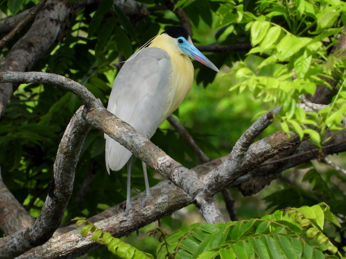 Capped Heron - Mary Leigh