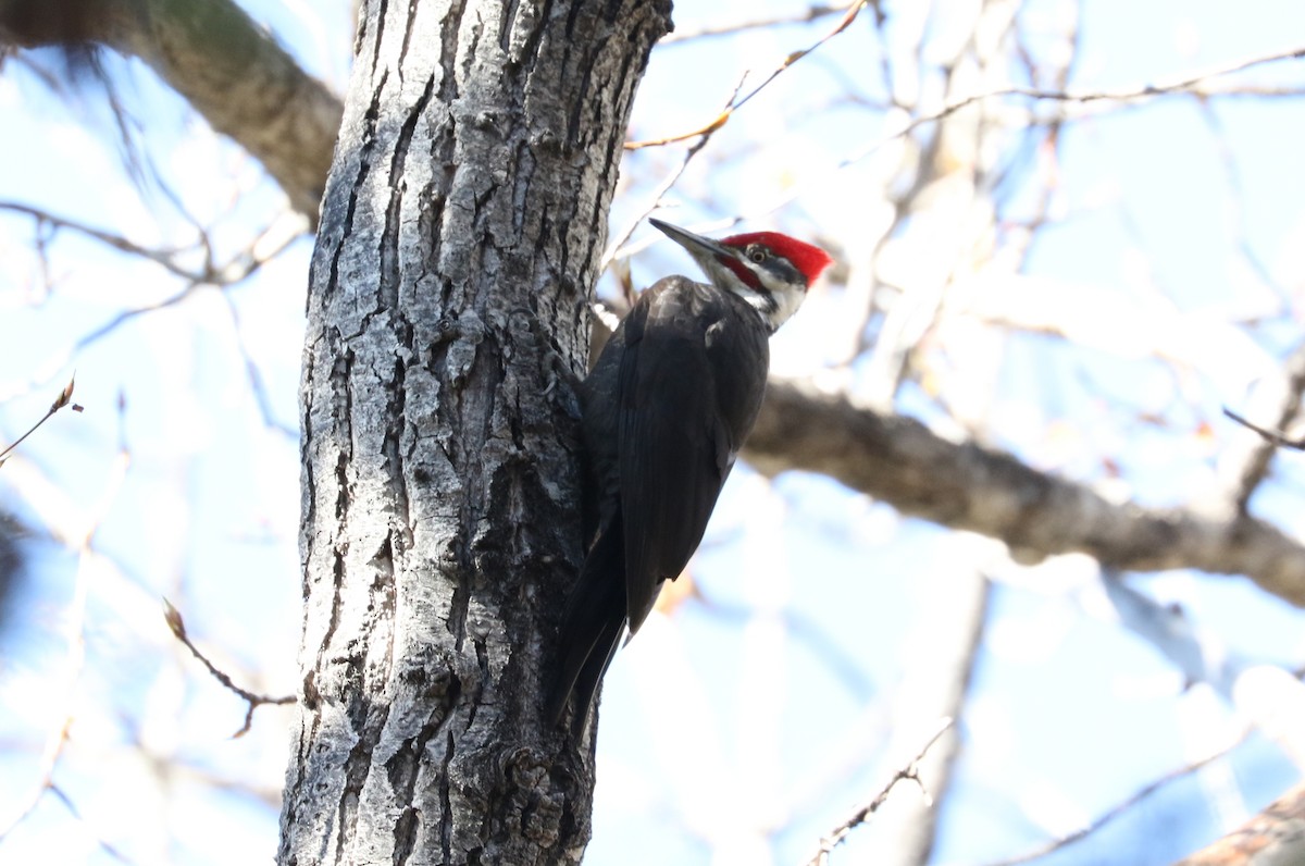 Pileated Woodpecker - ML618307058