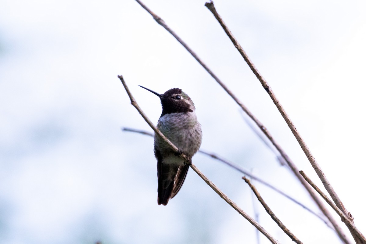Anna's Hummingbird - ML618307069