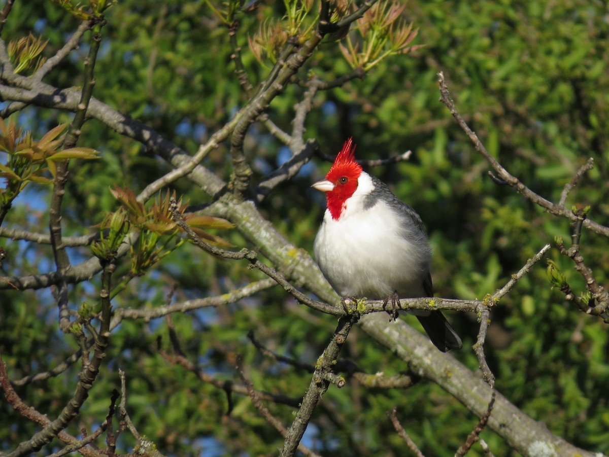 Red-crested Cardinal - ML618307075