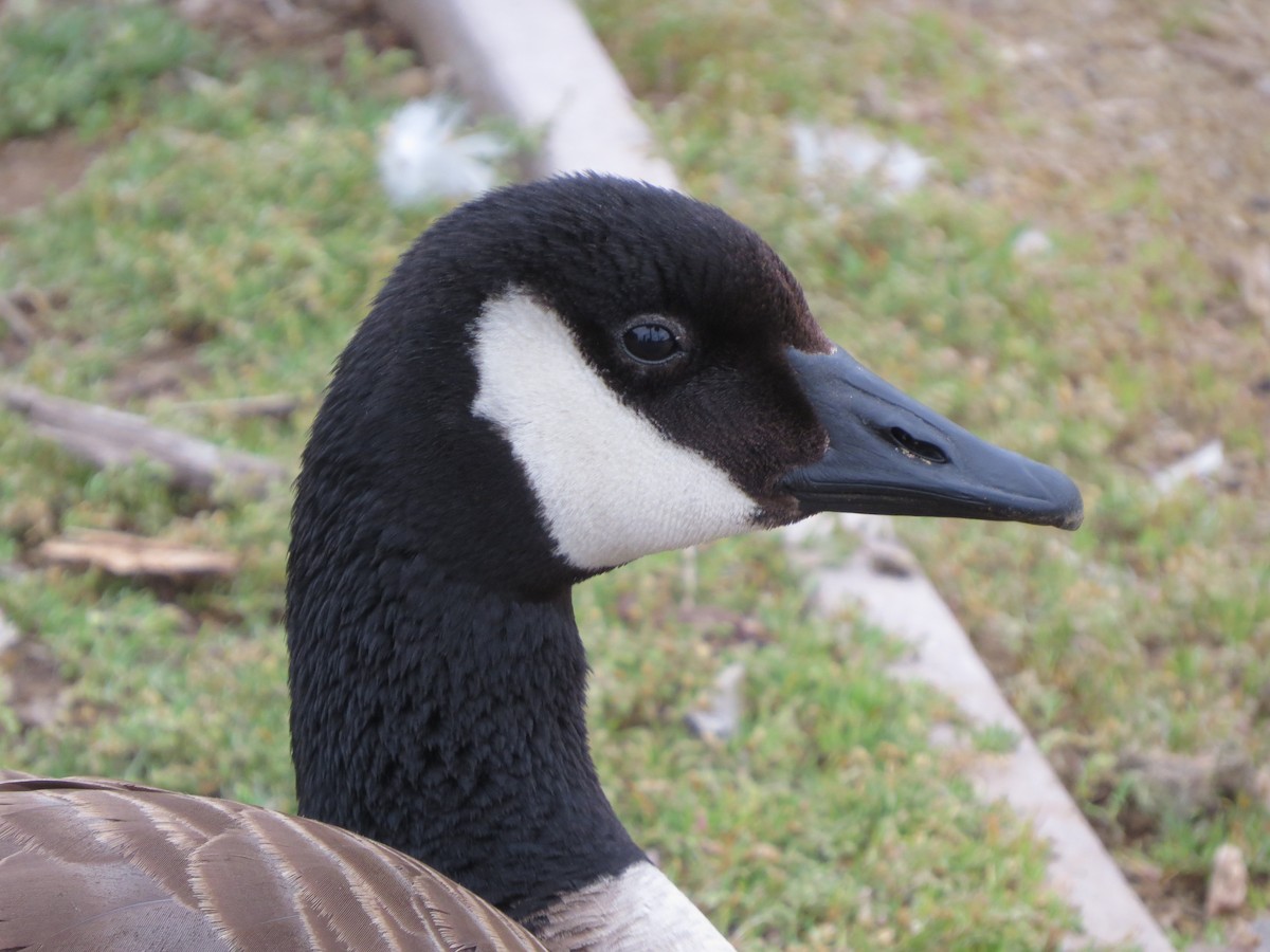 Canada Goose - GLORIA GWYNNE