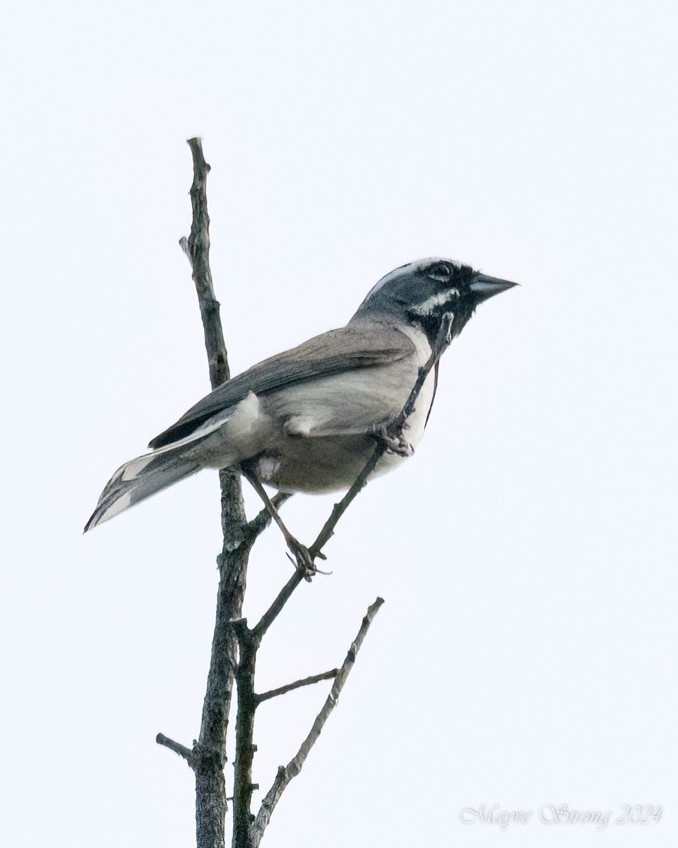 Black-throated Sparrow - ML618307102