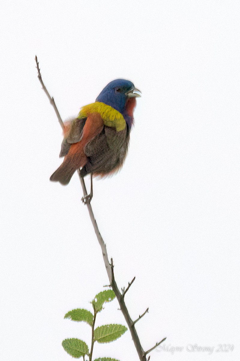 Painted Bunting - ML618307110