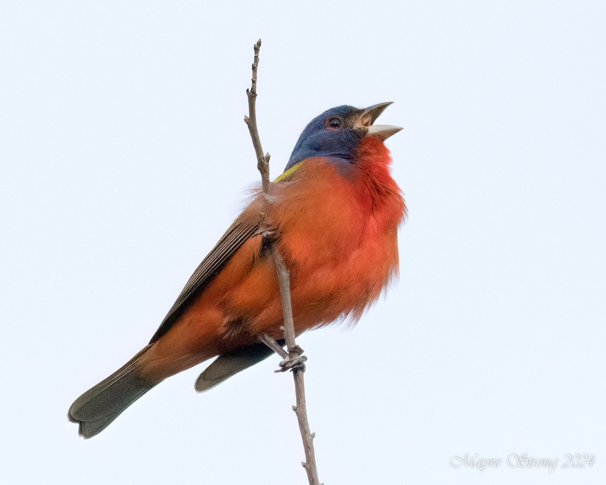 Painted Bunting - ML618307111