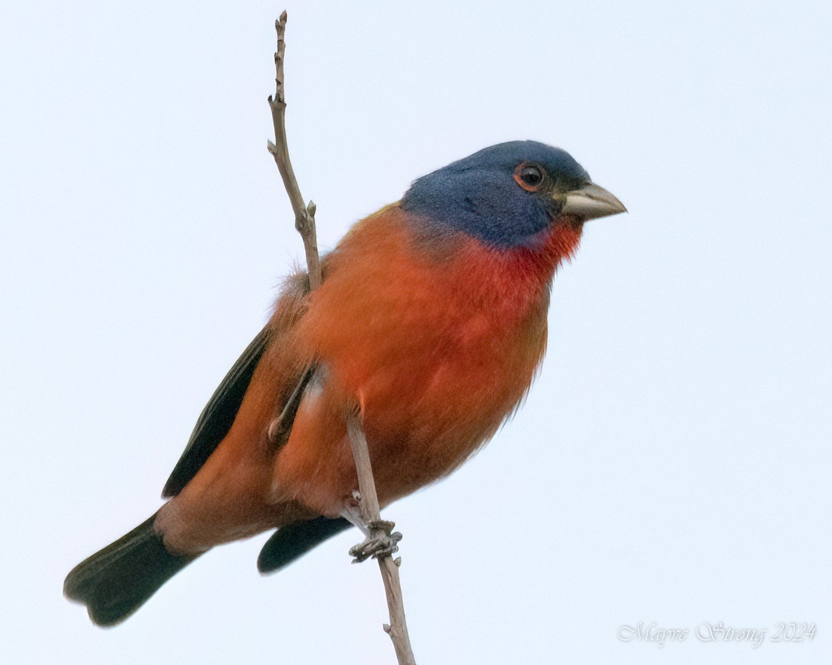 Painted Bunting - ML618307112