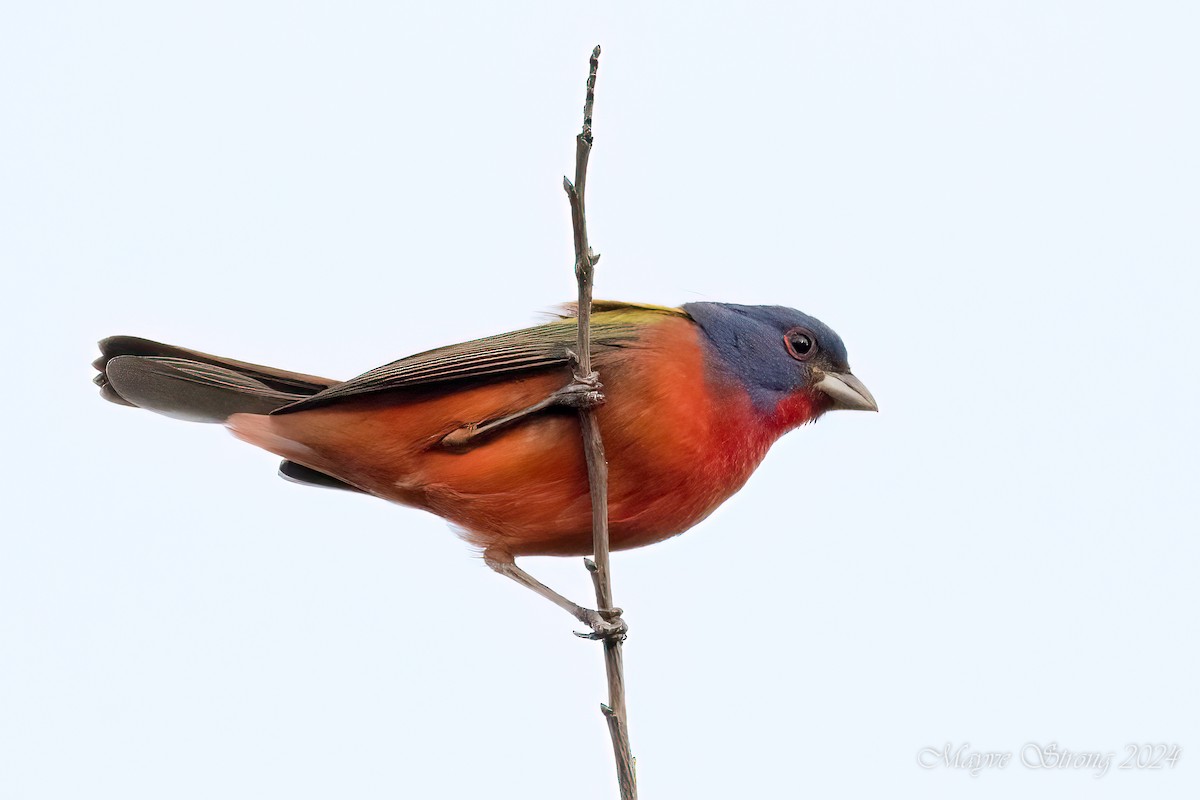 Painted Bunting - ML618307113