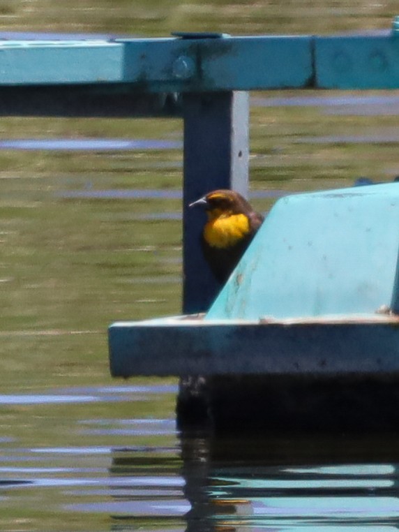 Yellow-headed Blackbird - ML618307129