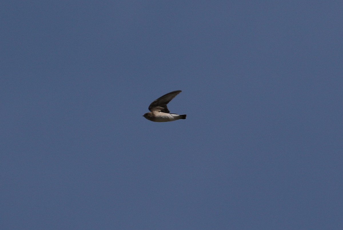 Northern Rough-winged Swallow - ML618307133