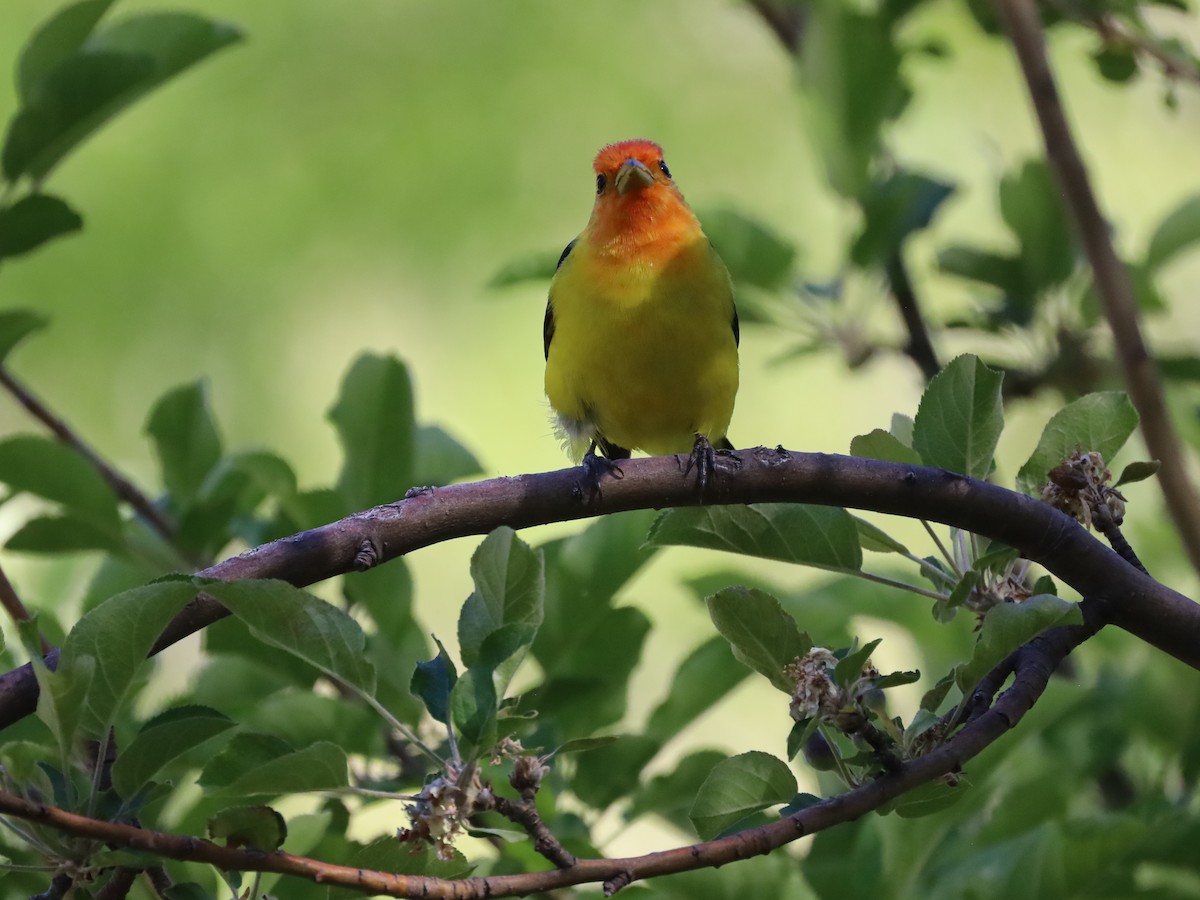 Western Tanager - ML618307138