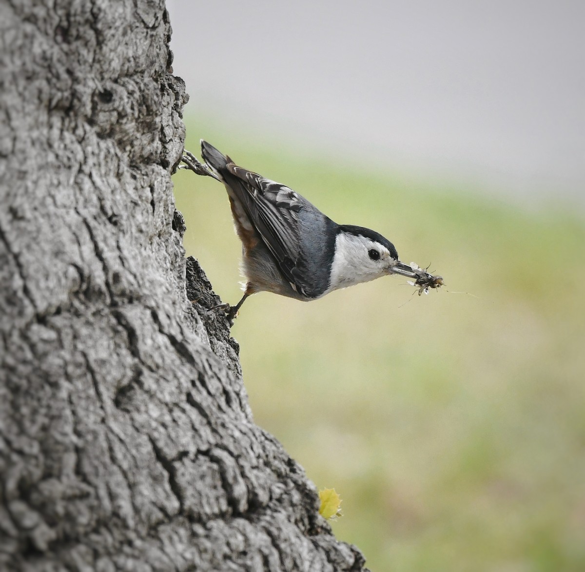 White-breasted Nuthatch - ML618307142