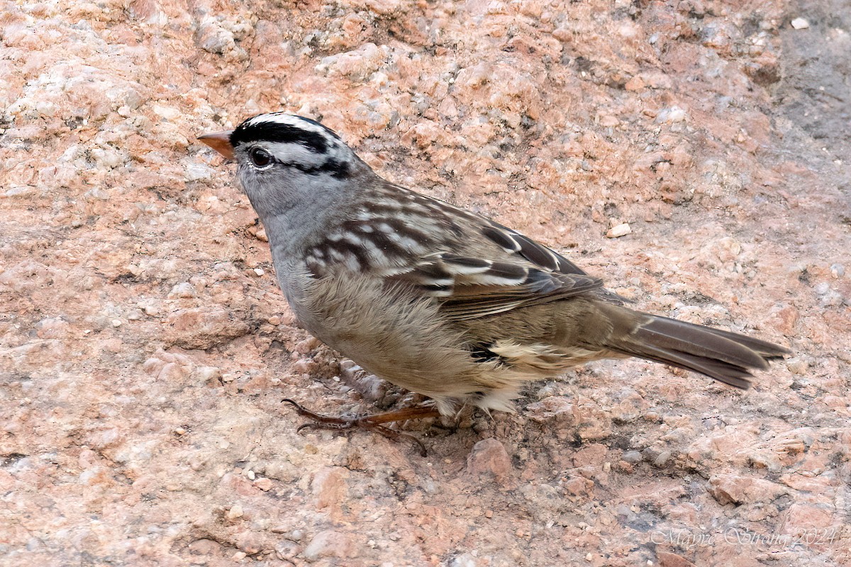White-crowned Sparrow - ML618307144