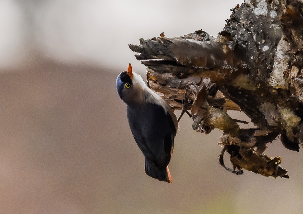 Velvet-fronted Nuthatch - ML618307156