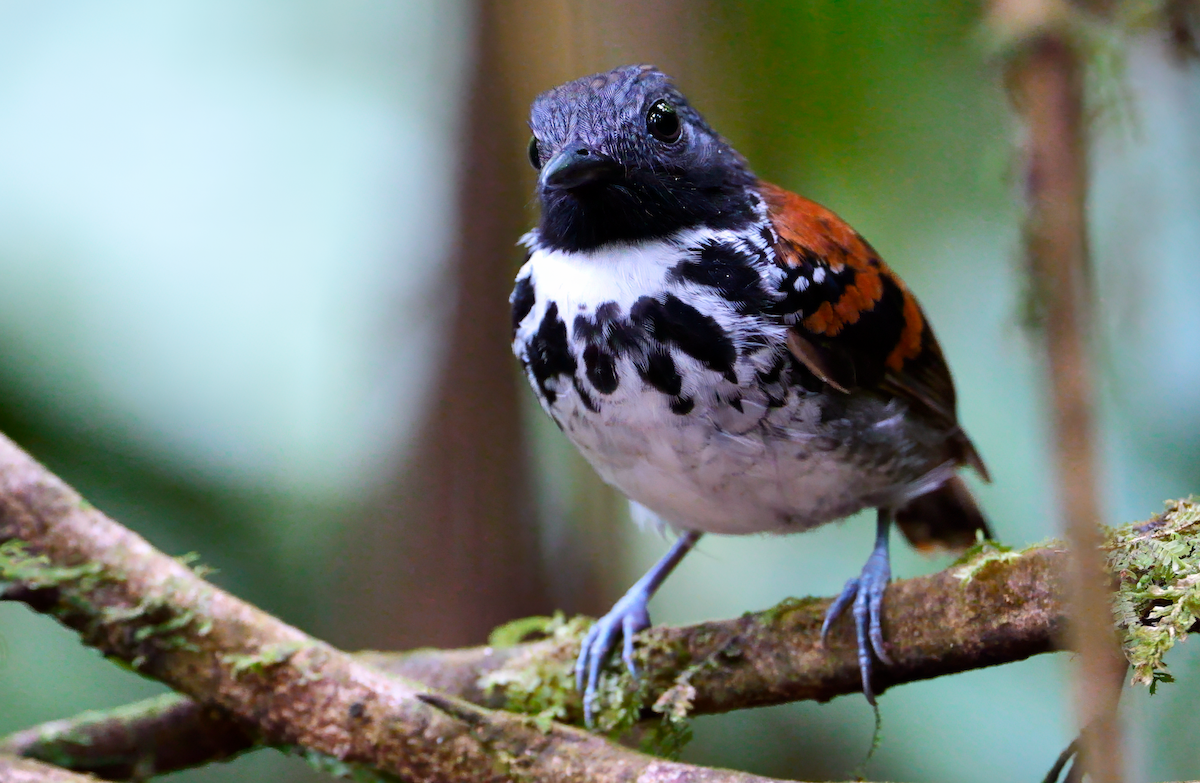 Spotted Antbird - ML618307168