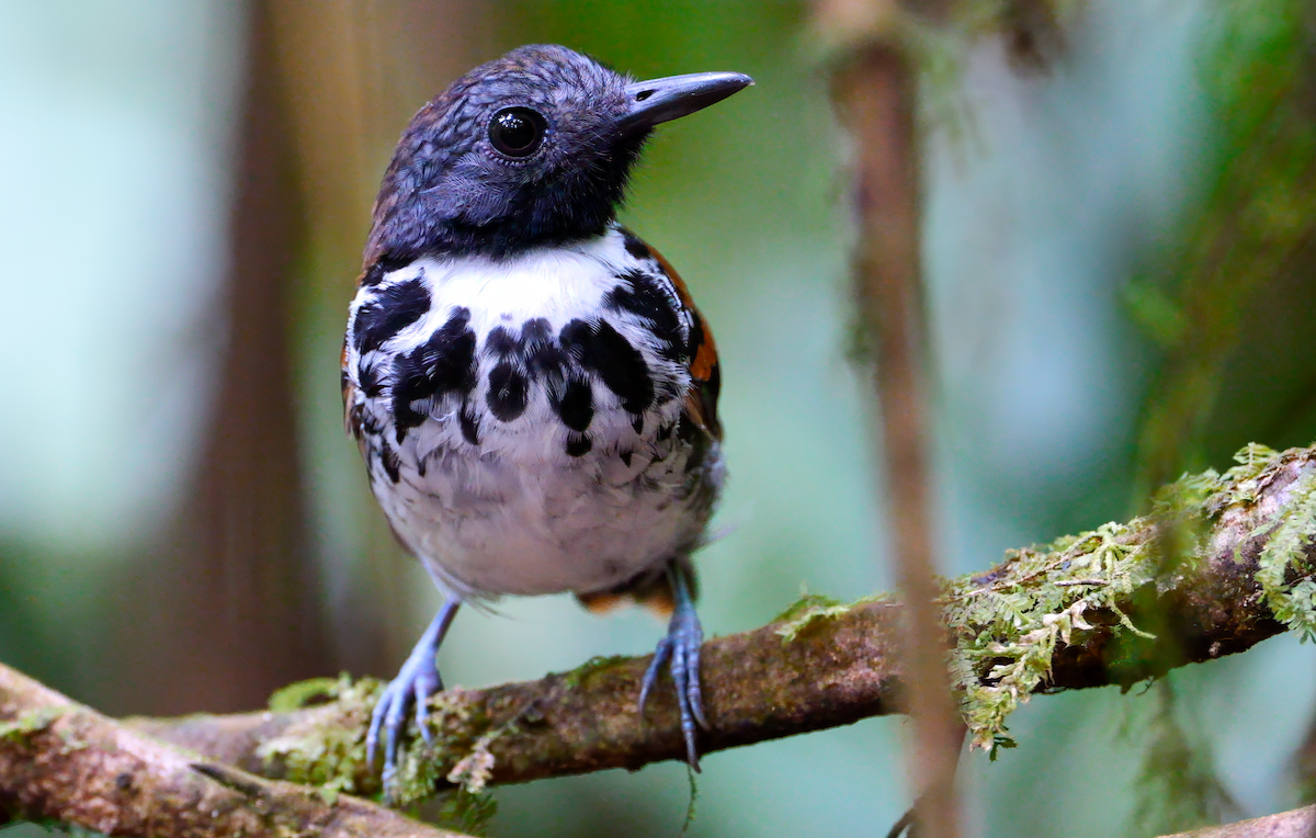 Spotted Antbird - ML618307223