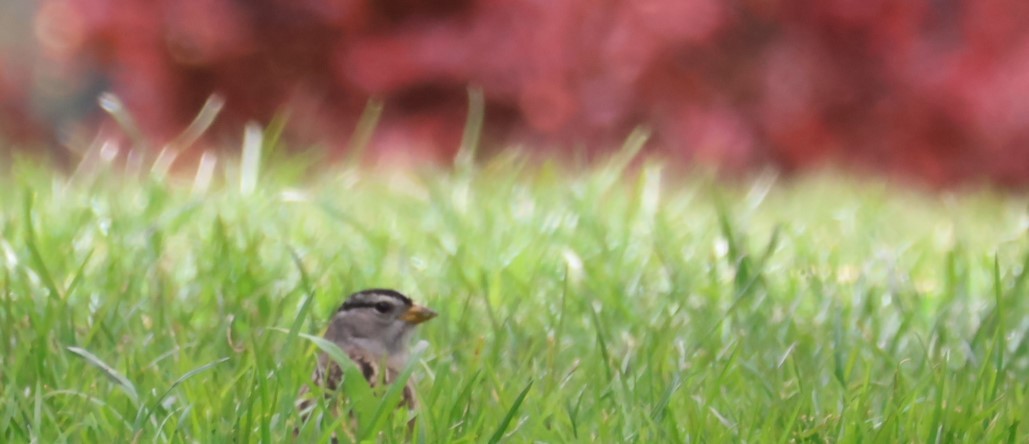 White-crowned Sparrow - ML618307252