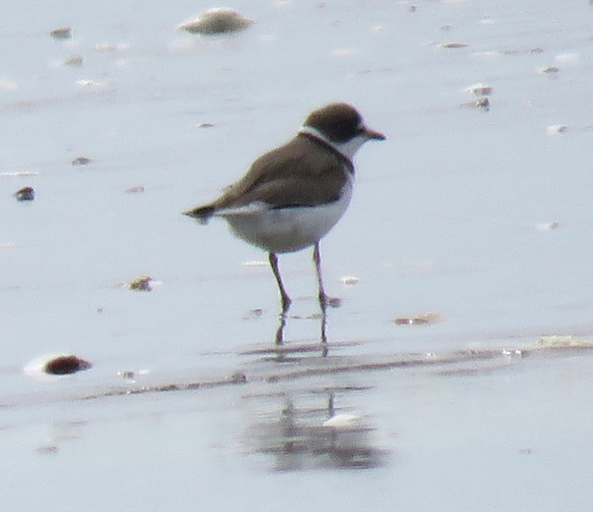 Semipalmated Plover - Pam Otley