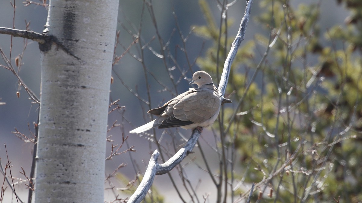 Eurasian Collared-Dove - ML618307267
