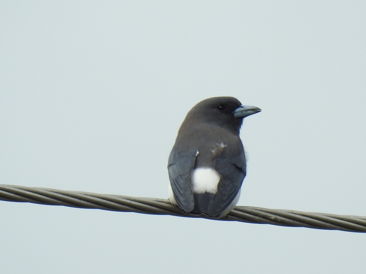White-breasted Woodswallow - ML618307278
