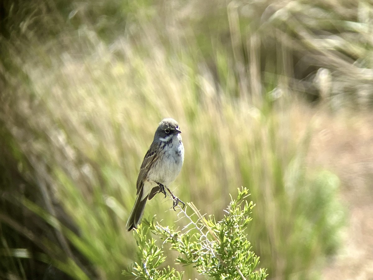 Sagebrush Sparrow - Paul Hardy
