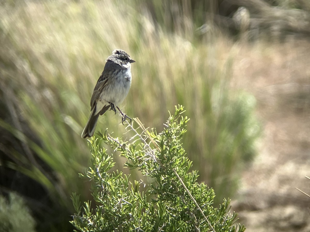Sagebrush Sparrow - ML618307295