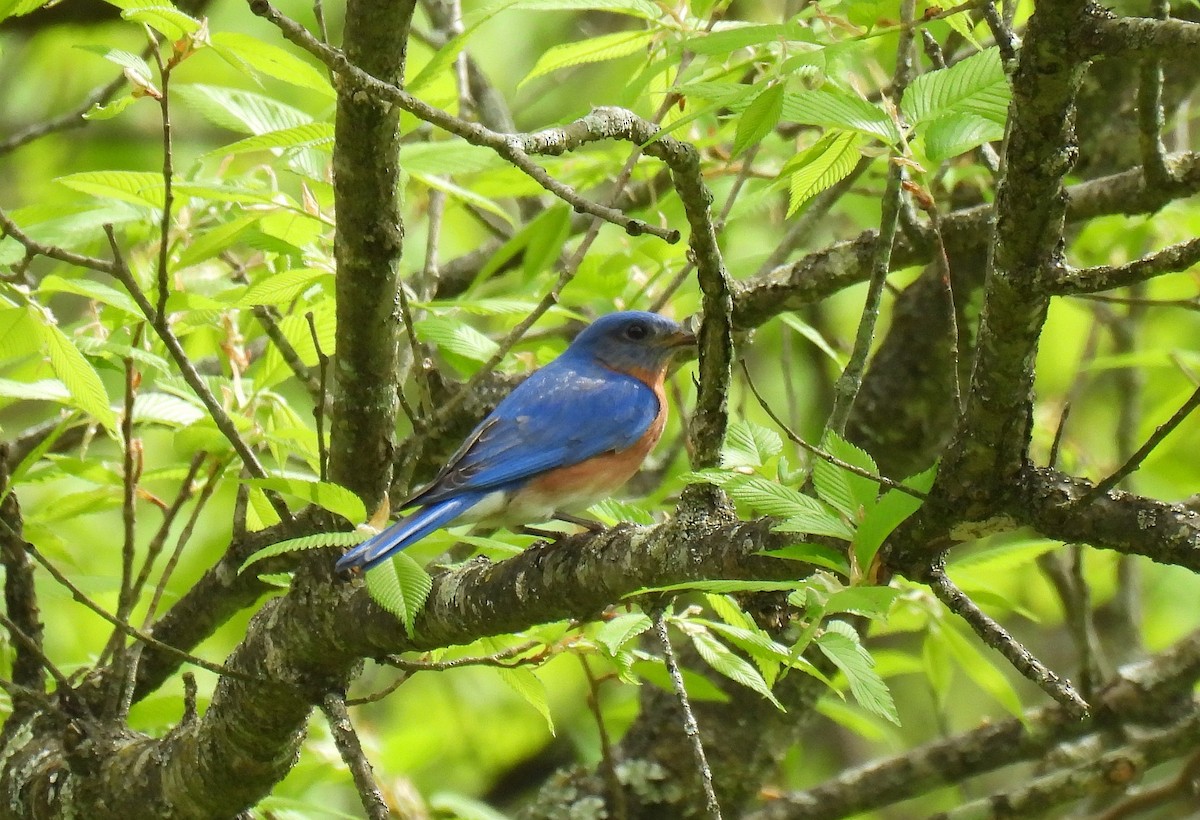 Eastern Bluebird - Corvus 𓄿