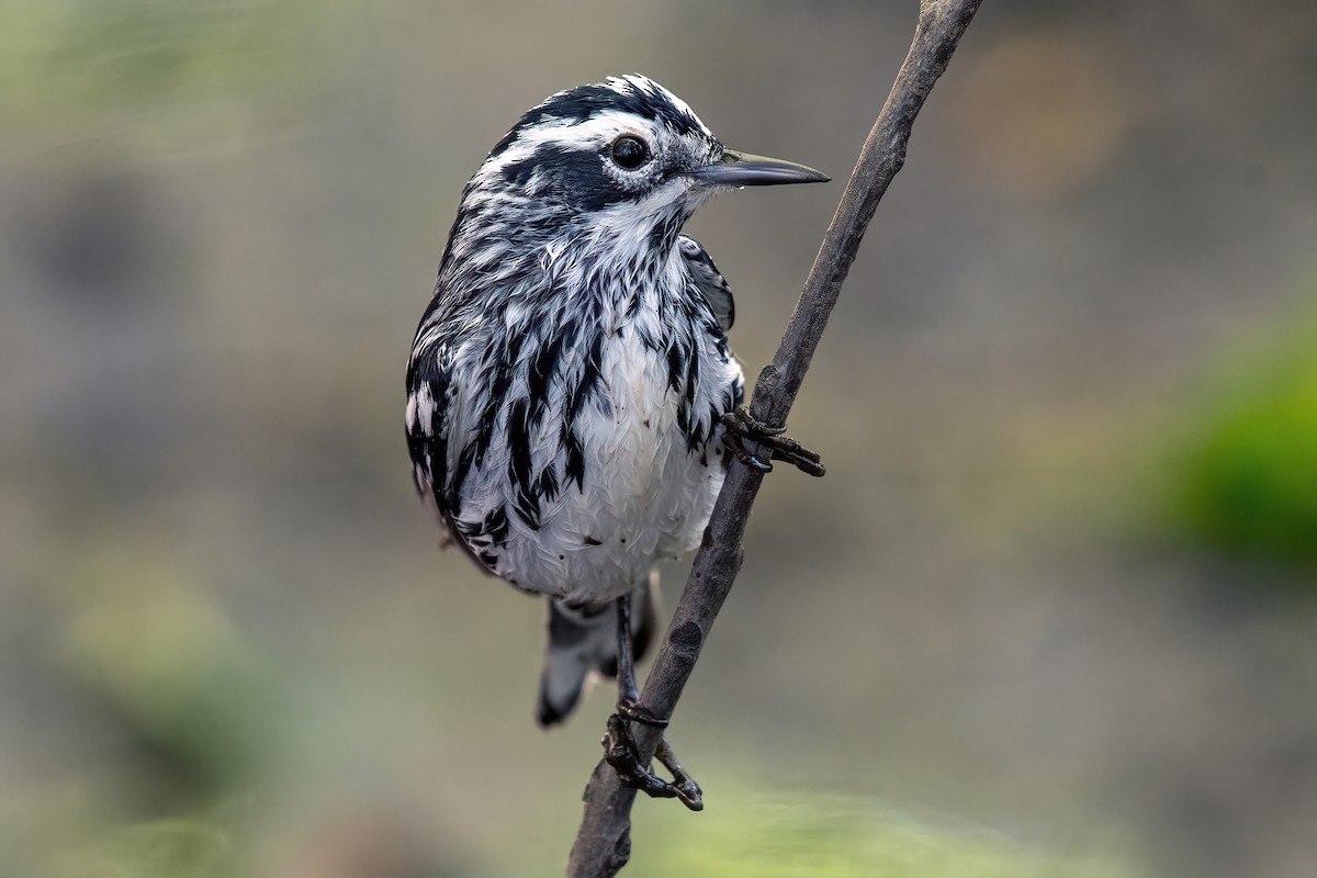Black-and-white Warbler - ML618307349