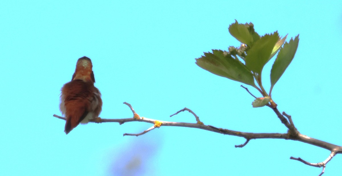 Rufous Hummingbird - ML618307350