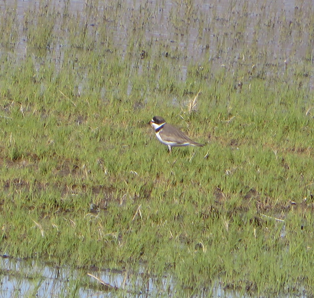 Semipalmated Plover - ML618307386