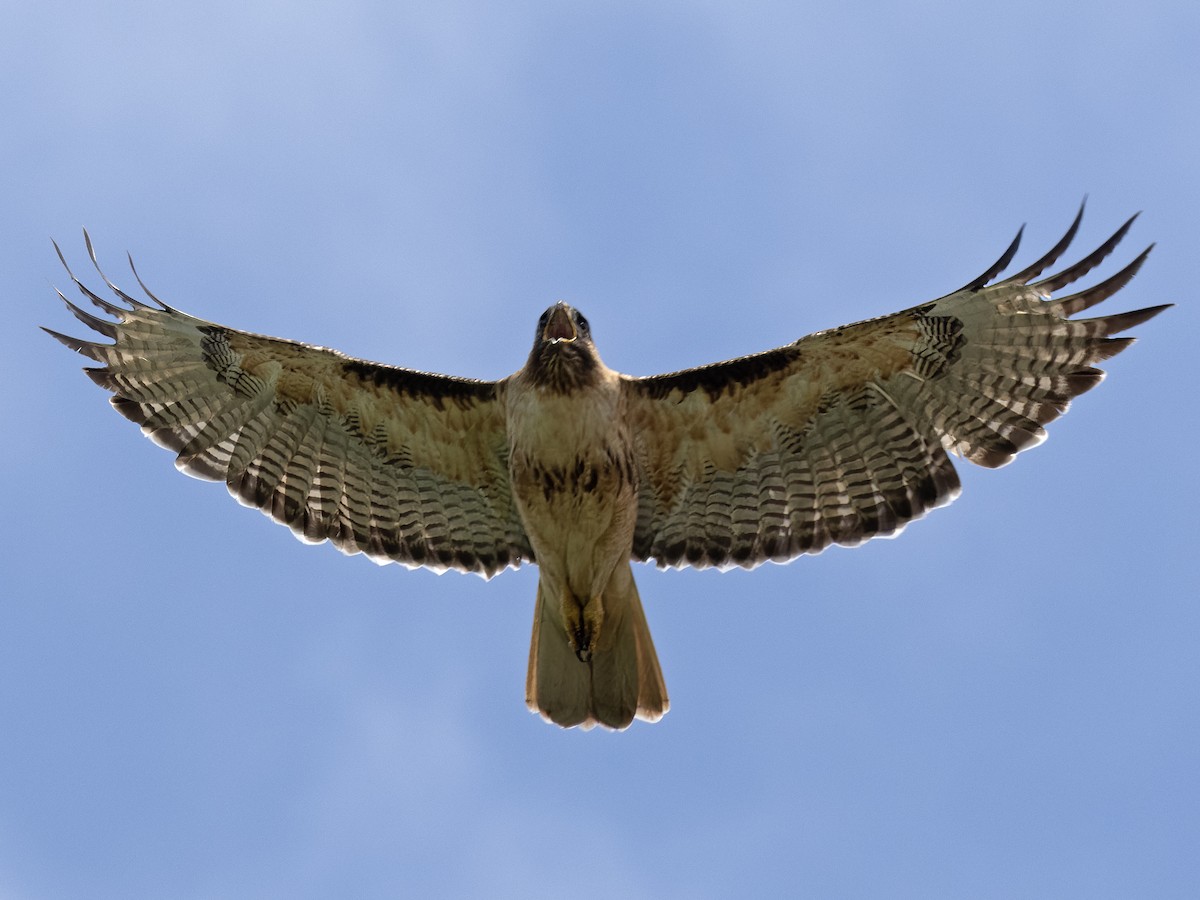 Red-tailed Hawk - Robert Hamilton