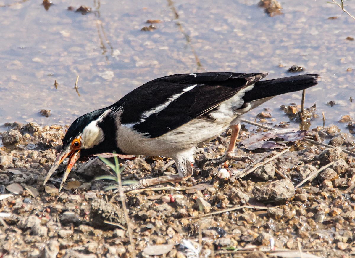 Indian Pied Starling - ML618307413