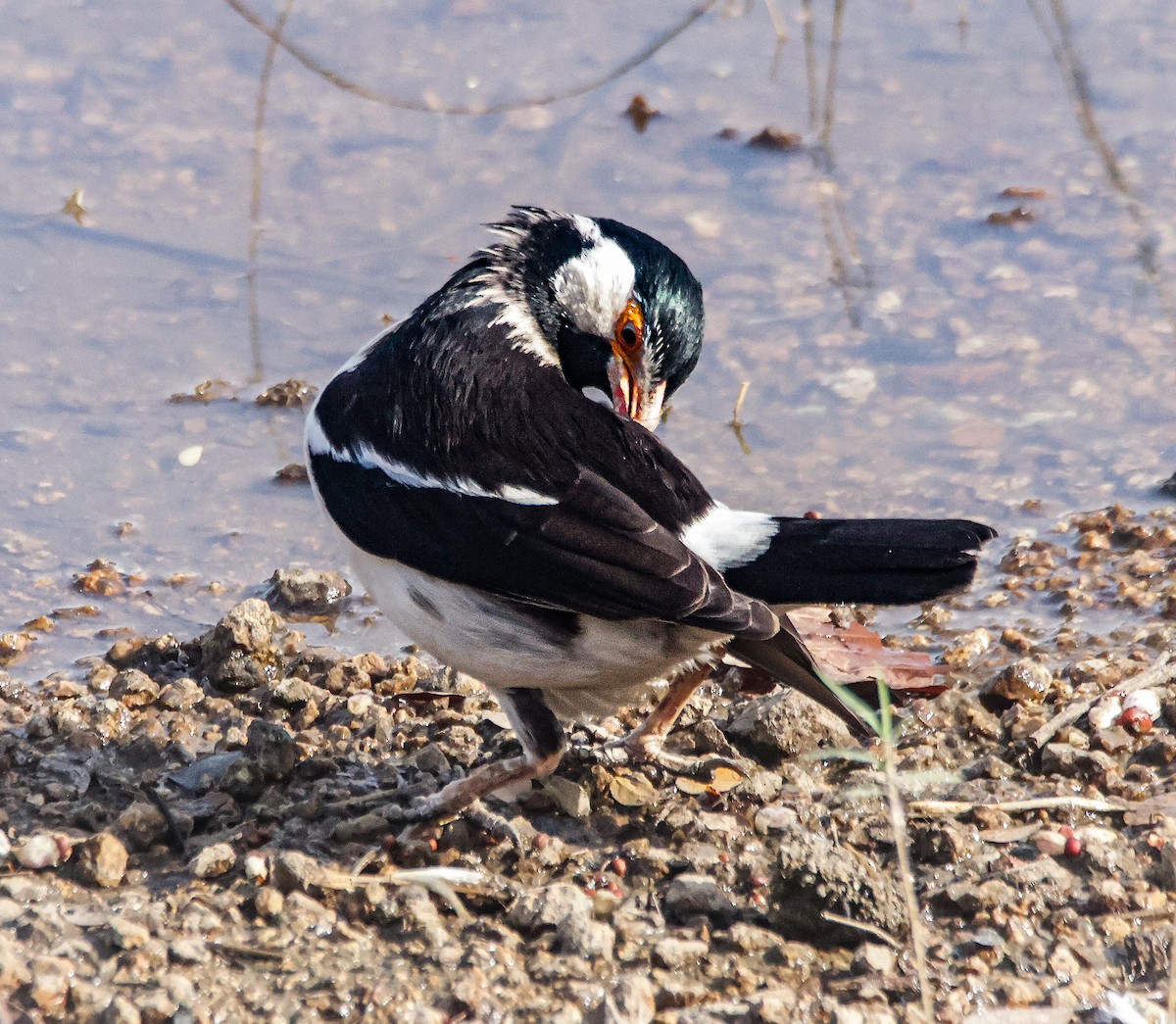 Indian Pied Starling - ML618307415