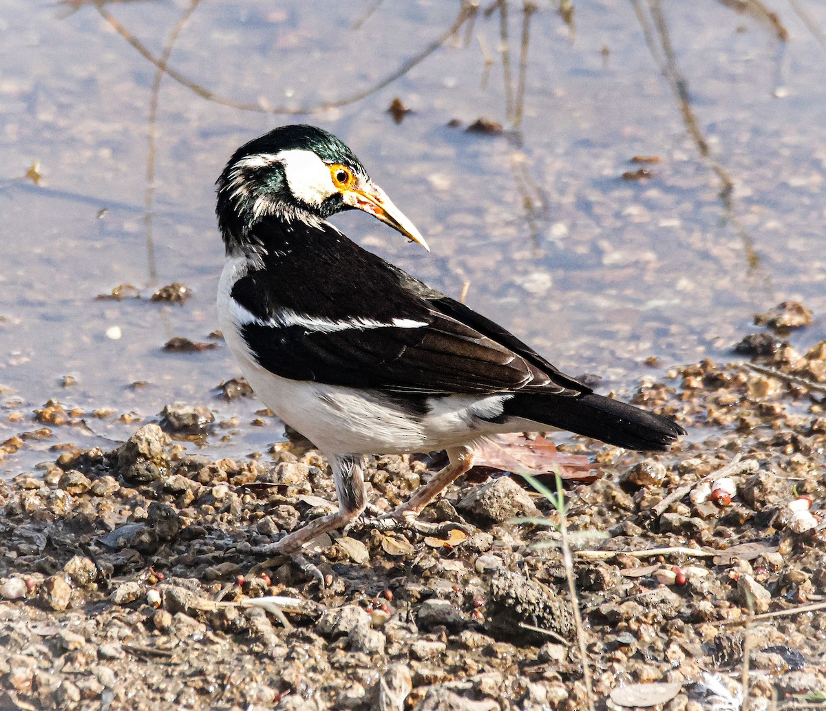 Indian Pied Starling - ML618307416
