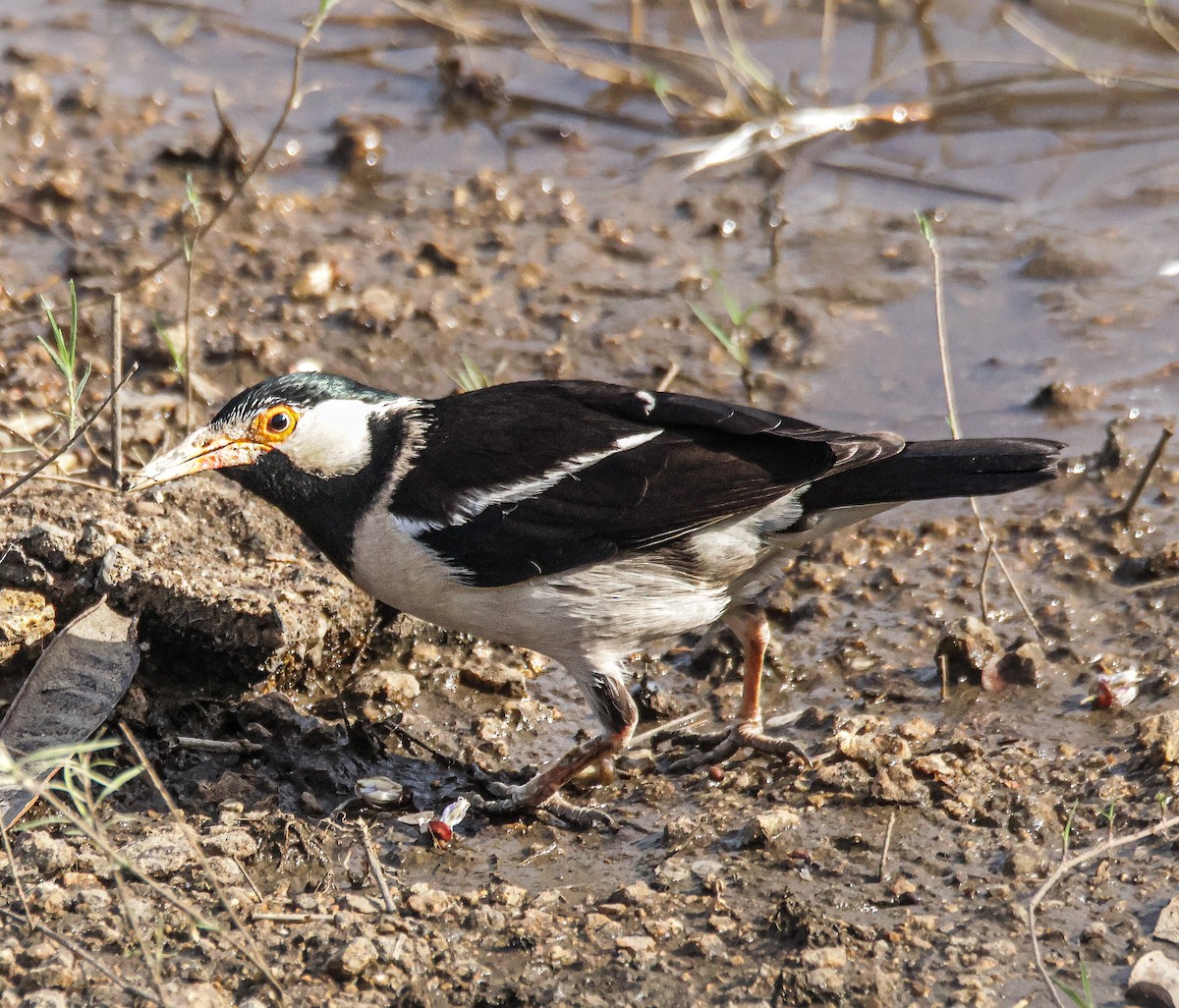 Indian Pied Starling - ML618307417
