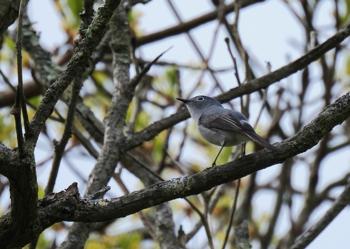 Blue-gray Gnatcatcher - Corvus 𓄿