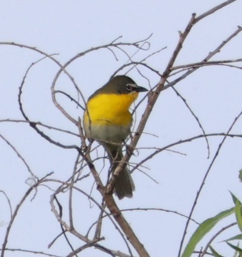 Yellow-breasted Chat - ML618307433