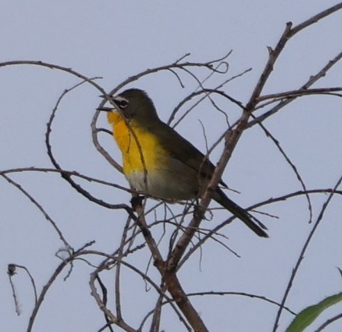 Yellow-breasted Chat - ML618307434