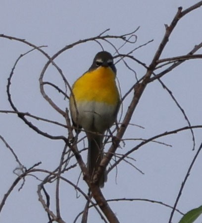 Yellow-breasted Chat - ML618307435