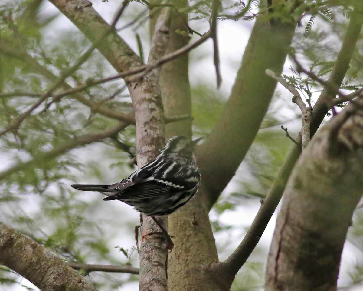 Black-and-white Warbler - ML618307454