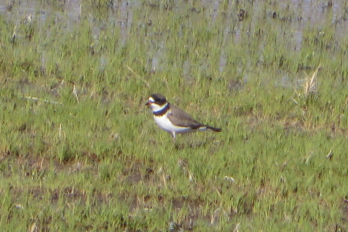 Semipalmated Plover - ML618307468