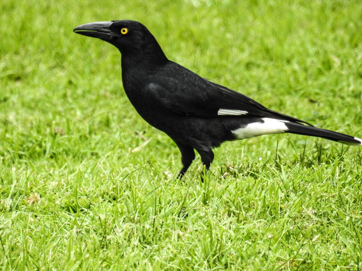 Pied Currawong - ML618307469