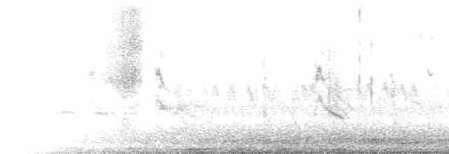 Forster's Tern - ML618307474