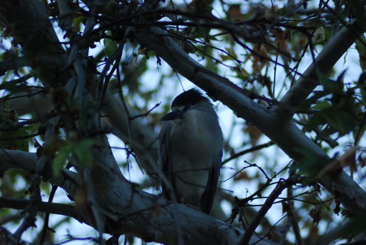 Black-crowned Night Heron - ML618307496