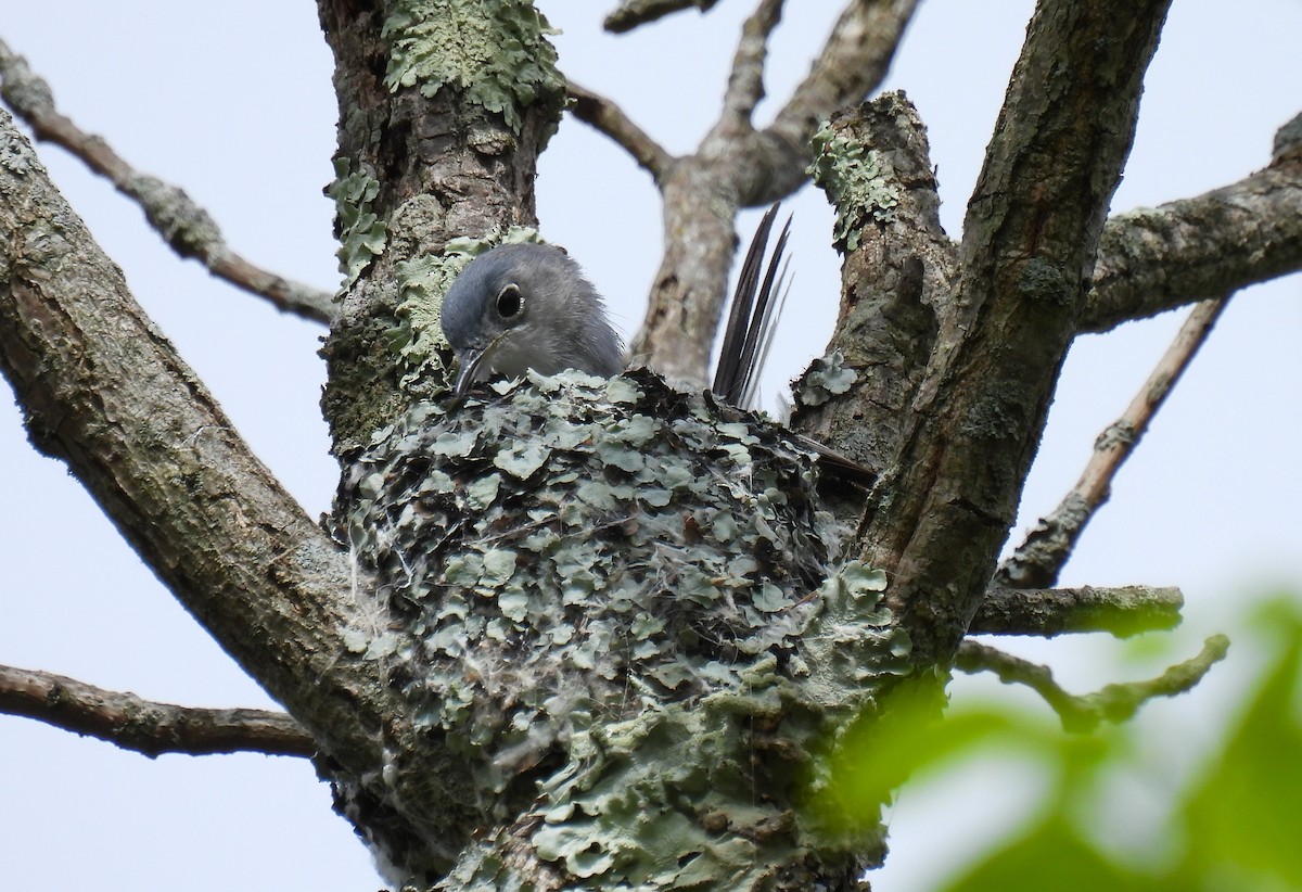 Blue-gray Gnatcatcher - Corvus 𓄿