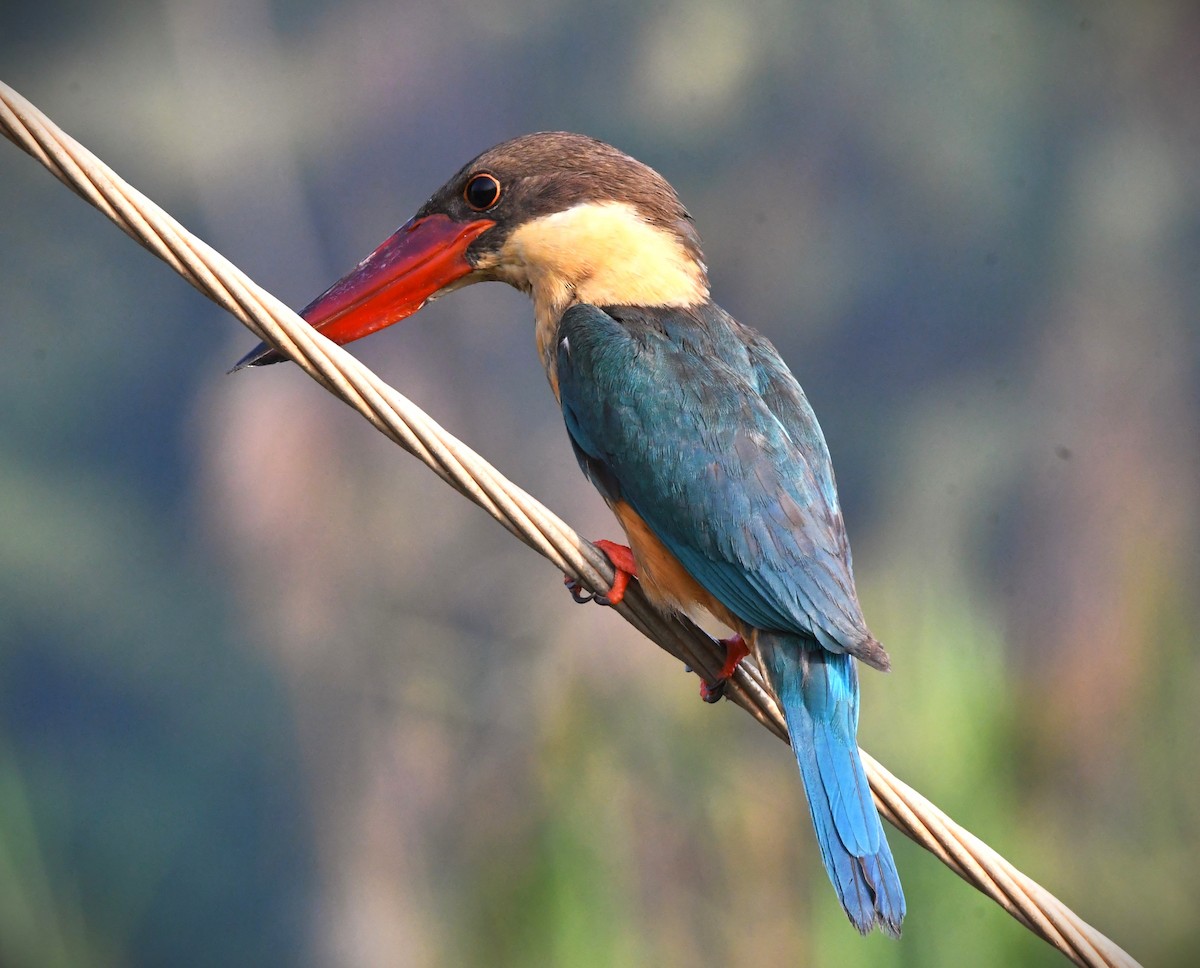 Stork-billed Kingfisher - ML618307515
