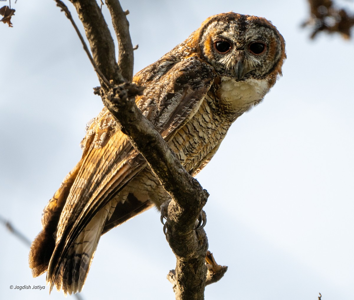 Mottled Wood-Owl - ML618307516