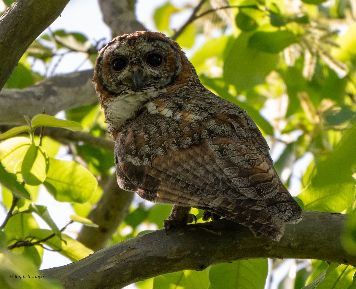 Mottled Wood-Owl - ML618307517