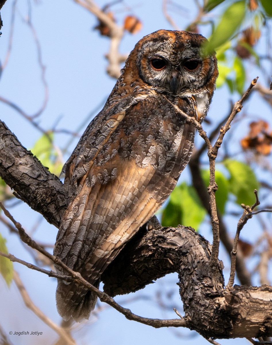 Mottled Wood-Owl - ML618307518