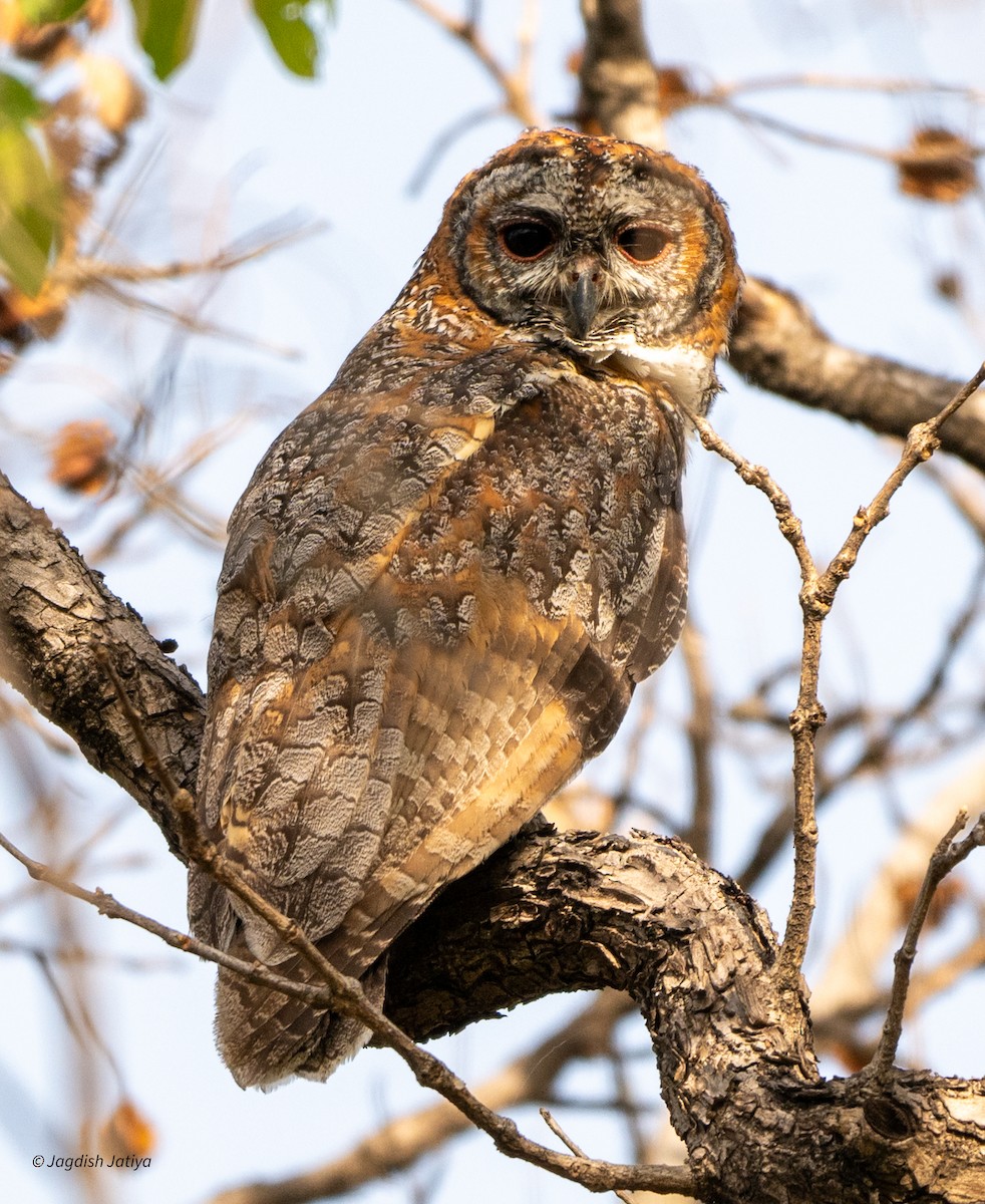 Mottled Wood-Owl - Jagdish Jatiya