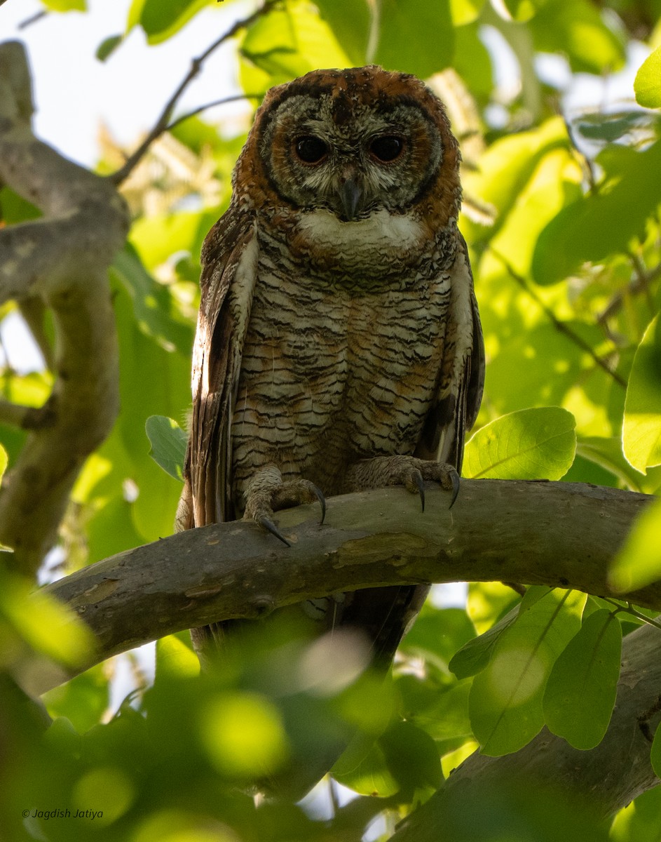 Mottled Wood-Owl - ML618307520